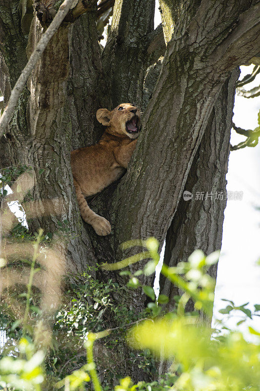 小狮子(Panthera leo)躲在树上